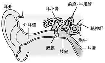 耳の構造