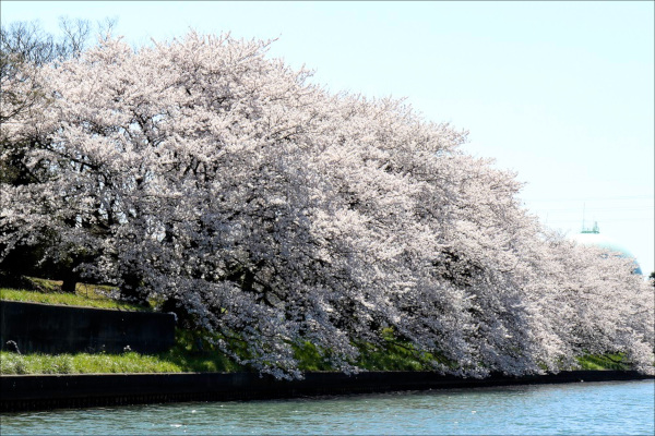 満開の桜