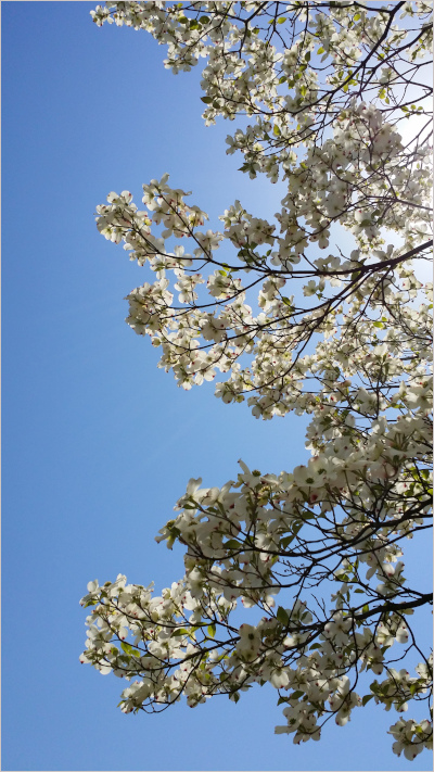 日差しが差し込む桜