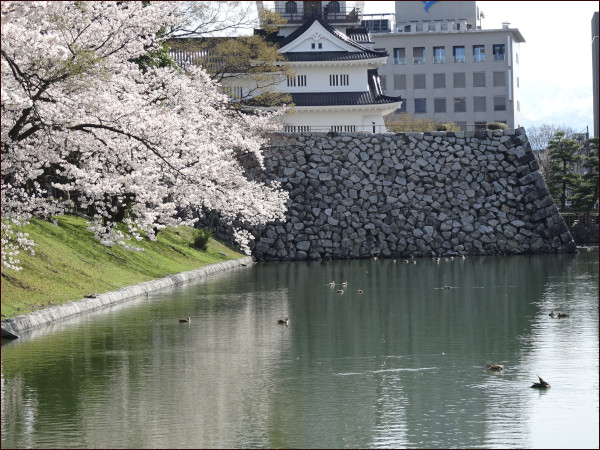 富山城と桜