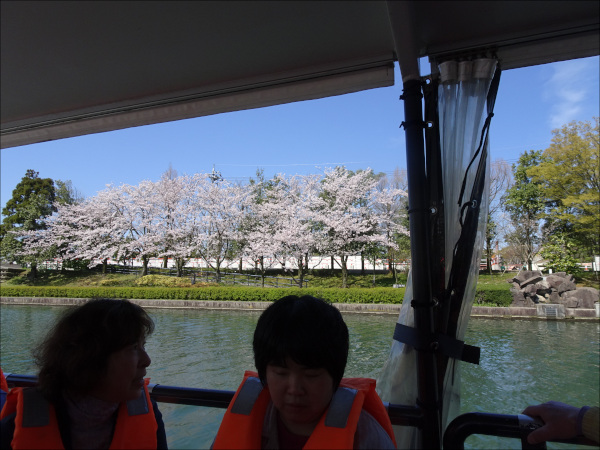 船の窓越の桜