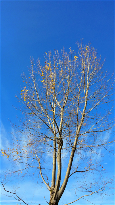 青空を背景に葉が落ちた木