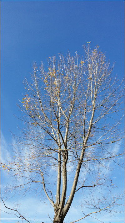 青空を背景に葉が落ちた樹木